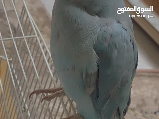 للبيع بيبي متوه