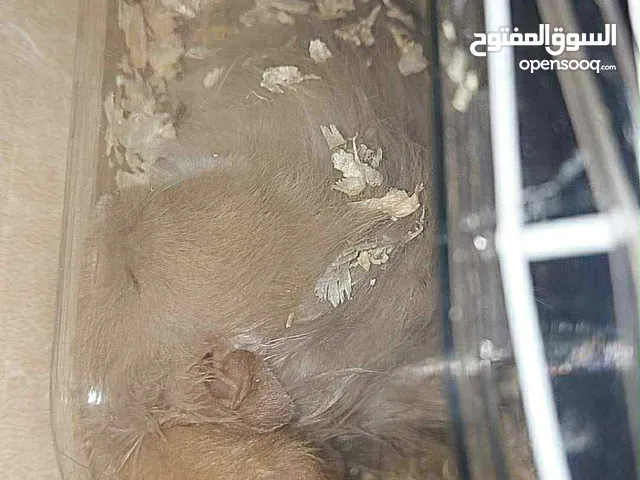 هامستر للبيع مع خلفتهم وبيتهم