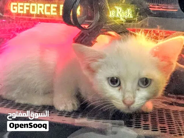 قطة شيرازي للبيع عمر شهرين