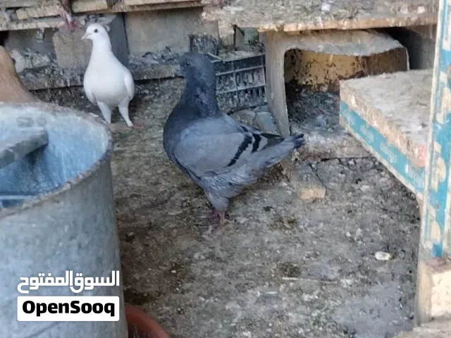 جوز كنقات من العيار الثقيل