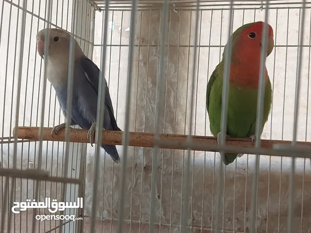 للبيع فصل لاف بيرد روز
