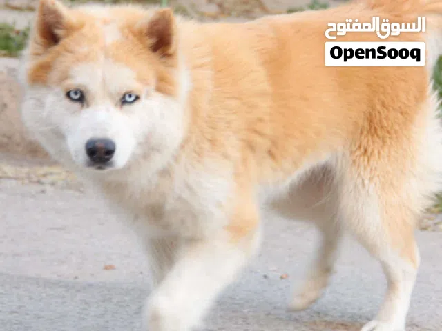 أنثى الاسكا عمره سنه ونص منتجه حنونه قريب تطلب زواج سعر من لاخر 100 لا تفصني انسا موضوع