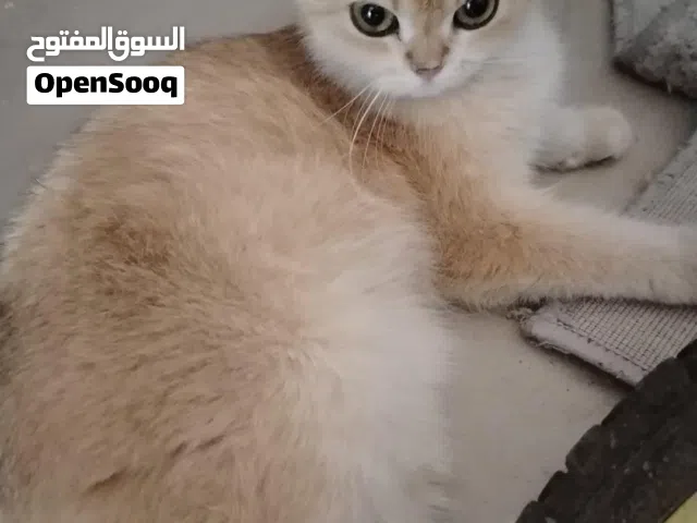 abandoned cat for adoption قطة مهجورة للتبني