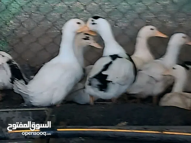 Big and small ducks available