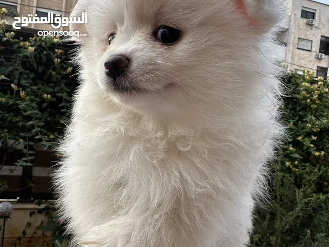 جراء بوميريان اصغر حجم تيكب