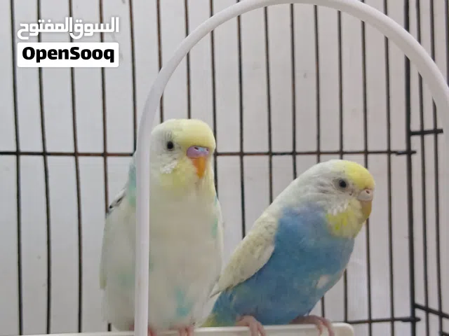 كوبية بقلينو ربي يبارك انجليزيات دكر انجليزي ونتاية انجليزي مضروب علي الرينبو