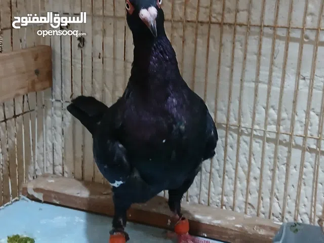 متاح بصلاه على سيدنا محمد فرخ مسود سلافر اسود بواقي ال 3 مقصوص عليهم طير حمام فحل مكفول مية بلمية