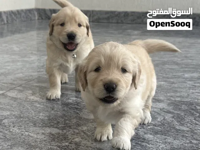 Golden Retriever Puppies  جرو قولدن ريتريفر
