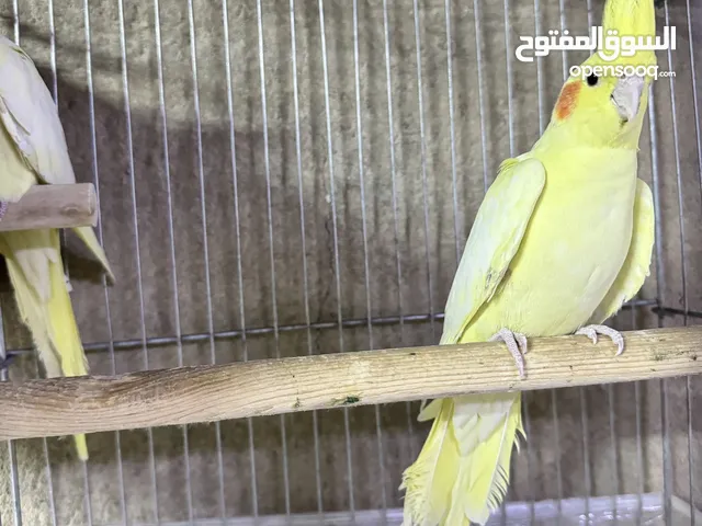 كوكتيل اليفات قفص جامبو خشنات للبيع هنه وقفصهن