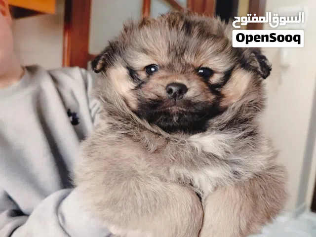 فوكس عمر 4 اشهر