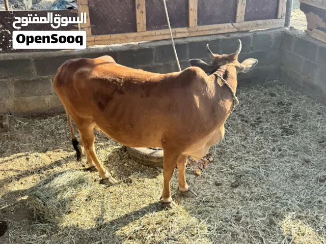 بقرة للبيع