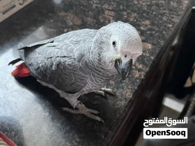 طير كاسكو اليف جدا