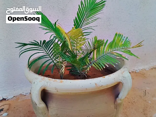 مشكل احوض غرس لون مميز اللخظر كلها طوال العام نشتل في حوشي سعر يناسب الجميع