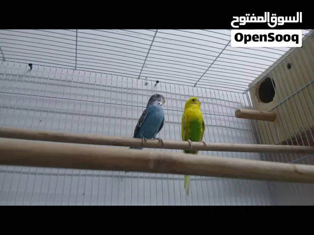 ازواج بدجي منتجه وزيبرا 13bd
