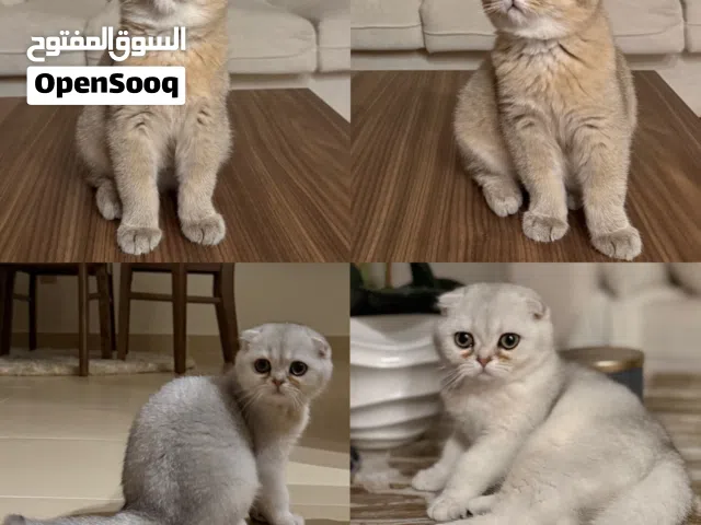 قطط للبيع سكوتش