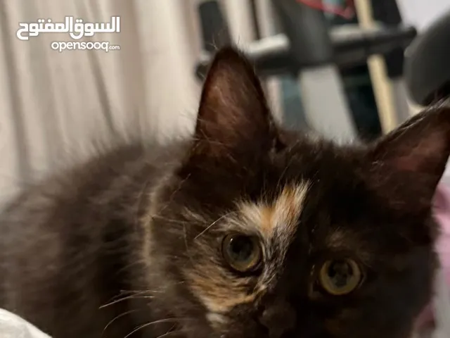 Cat for adoption