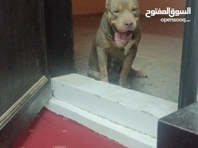 American Pitbull XXXL Import from America