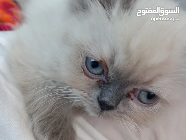 قط هملايا ذكر للبيع حنون واجتماعي ونظيف متعود لتر بدكس
