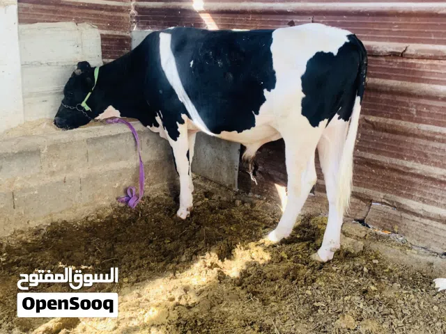 عجل خشن ويمين معلوف براسه طحين سعره 2,500 الف مكاني بصره شط ألعرب الكباسي