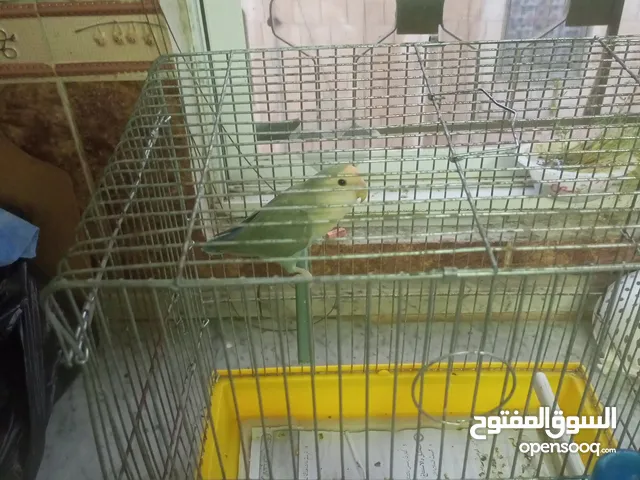 طيرة روز وجنه