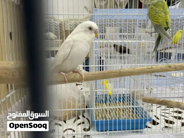 زوج بادجي جاهزين لإنتاج