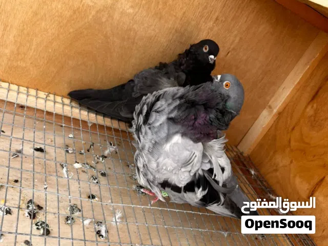 متاح زوج كشكي مراوس او بيع شرط الانتاج والصحه والخشونه طيور ما تتفوت سبب البيع ضروف خاصه