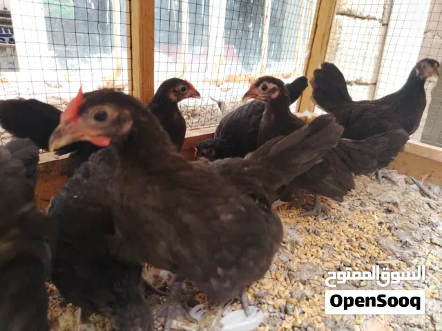دجاج بلتم اسود نقي جدا الناعم جدا الإسباني