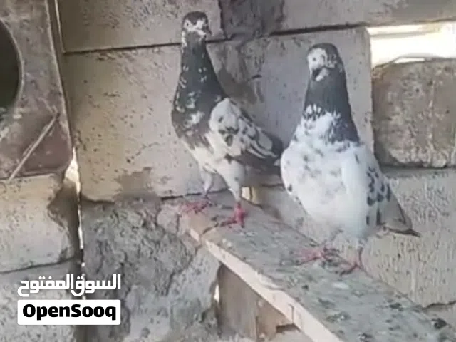 باكستاني تيدي