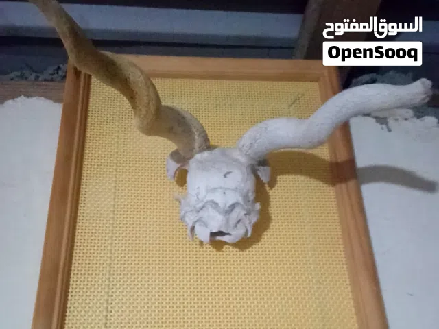 جمجمه غزال أفريقي محنط