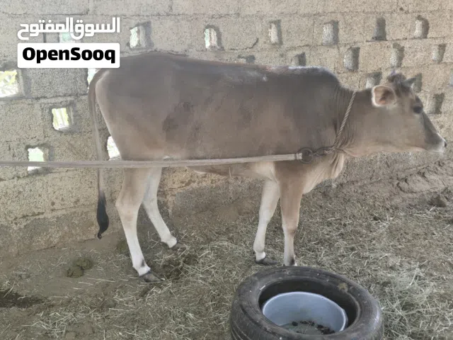 عجلة محلية تارسة لحم بكر للبيع