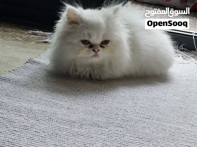 Chaton femelle type Persian à vendre