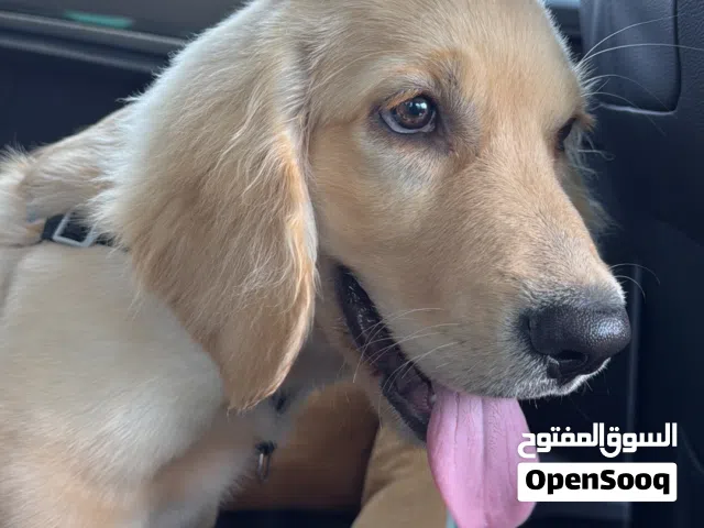 Golden retriever 5months old