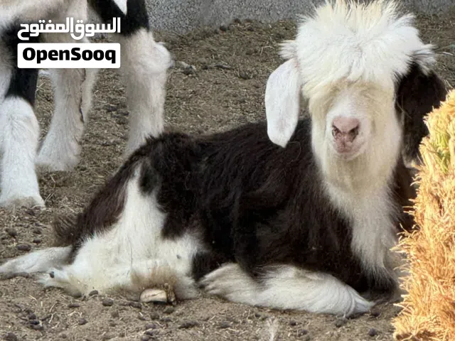 تيس رحبي اصل
