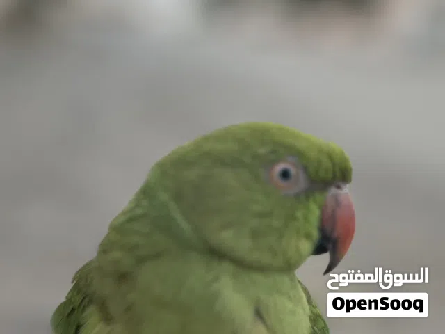 ببغاء انثى