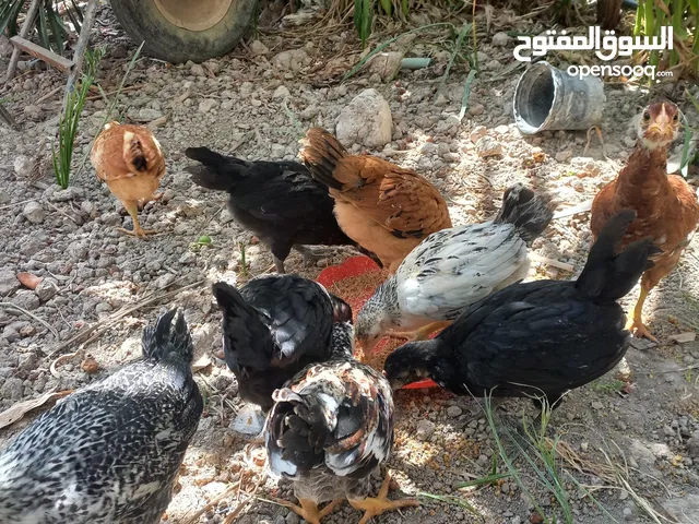 افراخ دجاج عرب للبيع