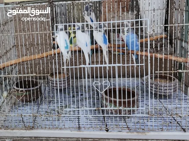 For sale  colorful badgy birds with big cage 