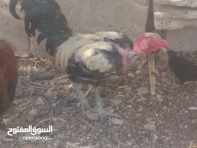محمد صمادي
