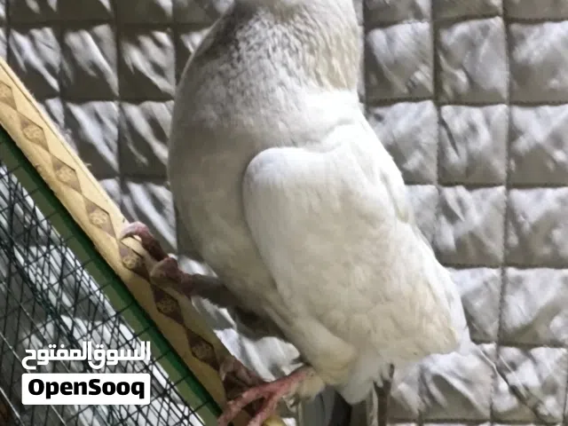 متاح 2 حمام
