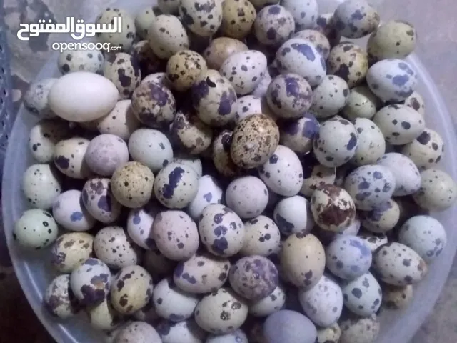 Bad egg for sell