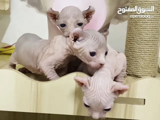 Sphynx Elf in Dubai open for reservations