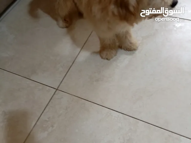 كلب للبيع جولدن دودل