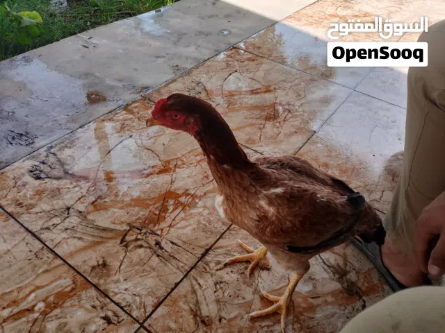 دجاجه هراتيه خشنه رس قوي تبدل ريش