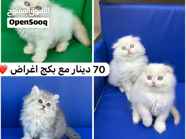 تبارك الله ماشاء الله سكوتش فولد لونج وهملايا شهرين العمر