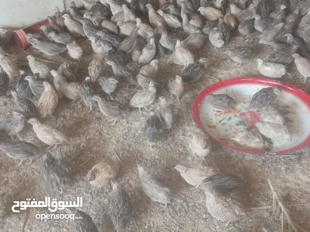 للبيع فري الكميه  متوفره بياض