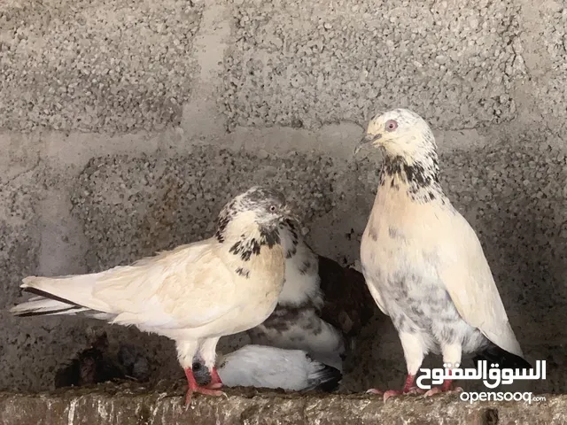 للتربية أو ذبح العدد ما يقارب 20 حبه