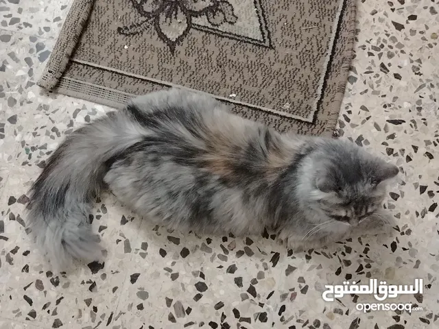 قطه شانشيلا روعه بسه منل
