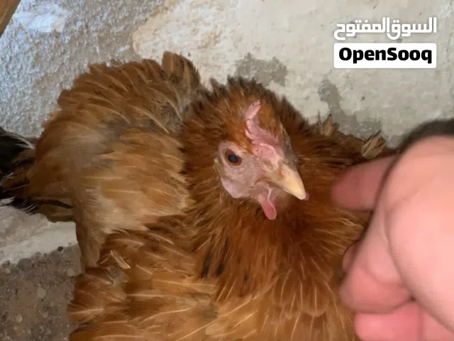 دجاجة كافة / راقدة وديج ابيض عرب