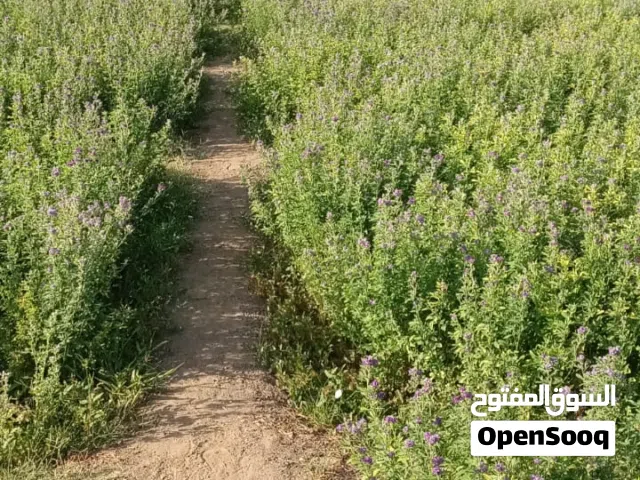 قت للبيع خمس ربطات بريال
