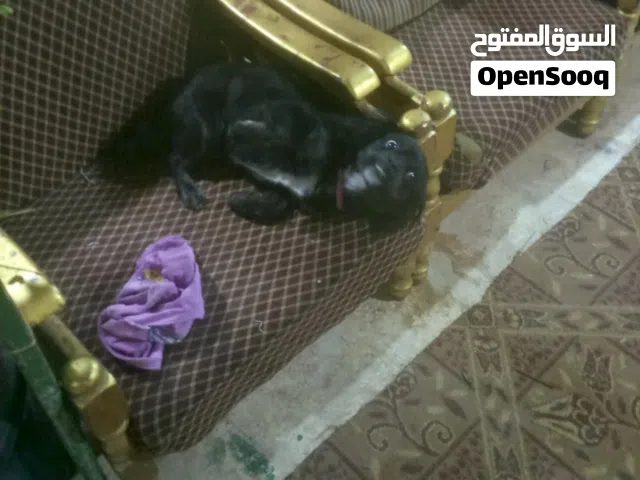 كلب أليف و مطيع للبيع شيوا وا