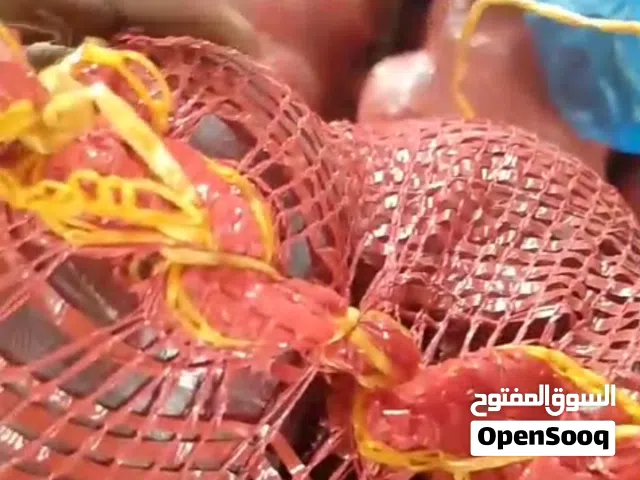 بصل بزرة مصري